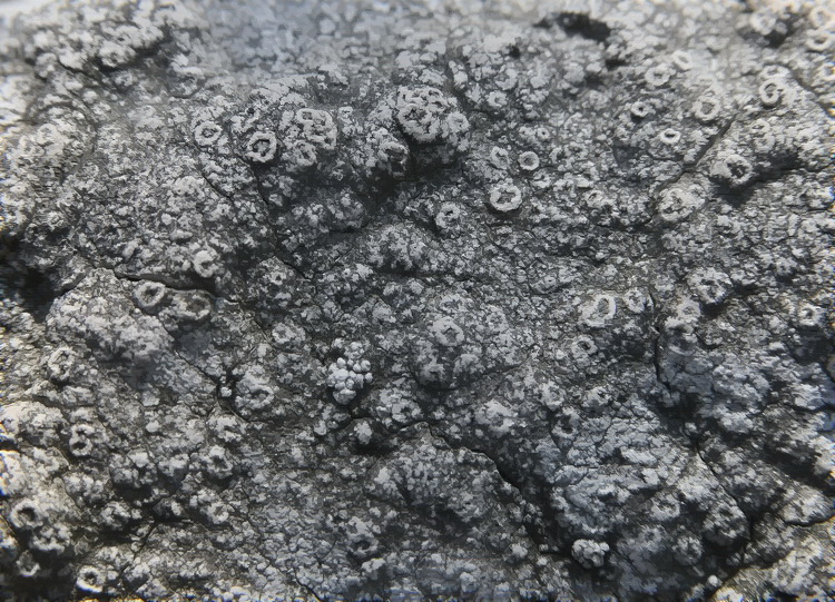 Lichene crostoso del Chianti